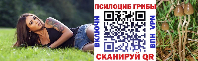 Псилоцибиновые грибы Psilocybine cubensis  Барабинск 
